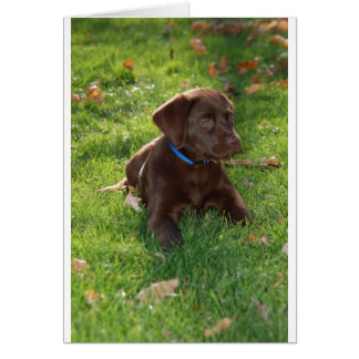 Chocolade Lab Puppy