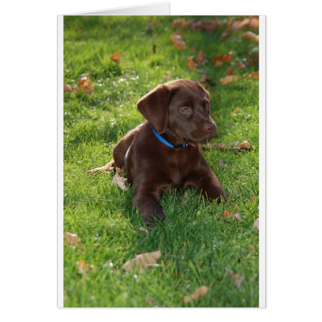 Chocolade Lab Puppy (Voorkant)