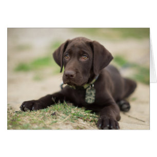 Chocolade Lab Puppy