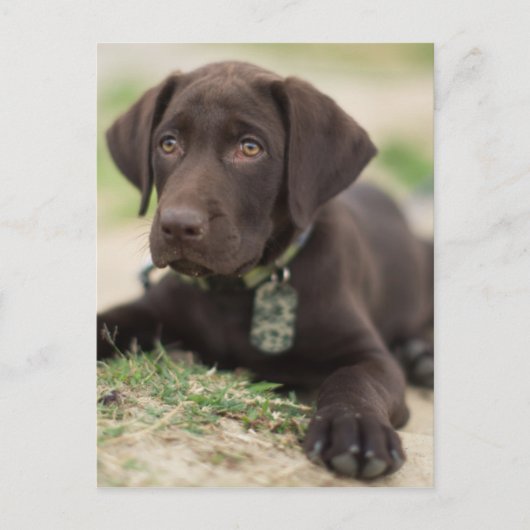 Chocolade Lab Puppy Briefkaart (Voorkant)