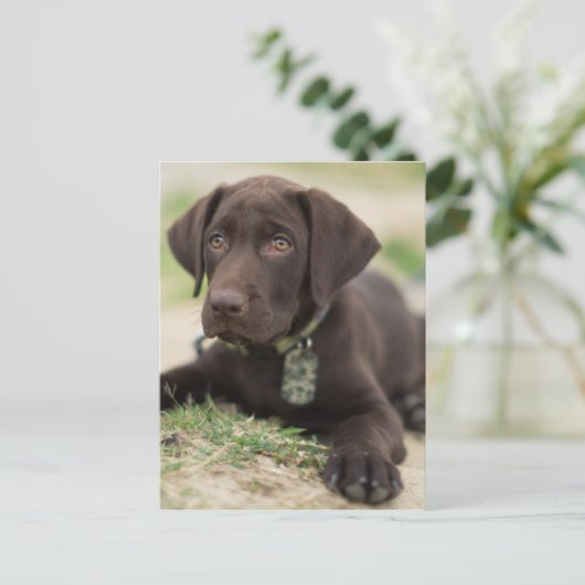 Chocolade Lab Puppy Briefkaart (Staand voorkant)