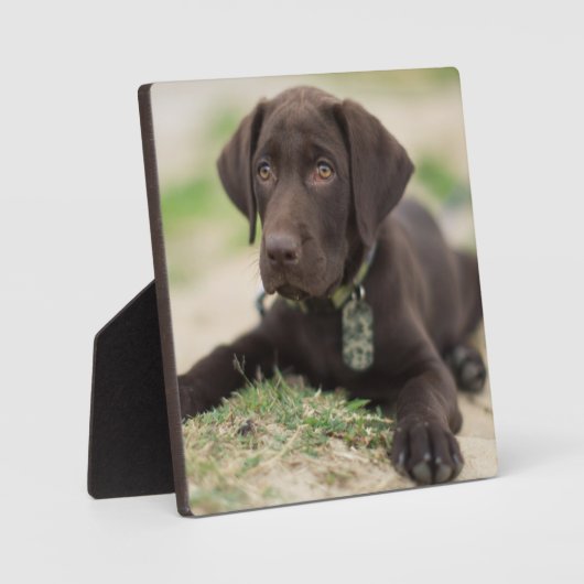 Chocolade Lab Puppy Fotoplaat (Voorkant)