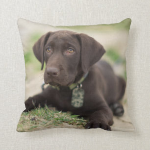 Chocolade Lab Puppy Kussen