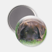 Chocolade Lab Puppy Magneet (Voorkant / Achterkant)