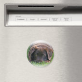 Chocolade Lab Puppy Magneet (Insitu (Vaatwasser))