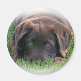 Chocolade Lab Puppy Magneet