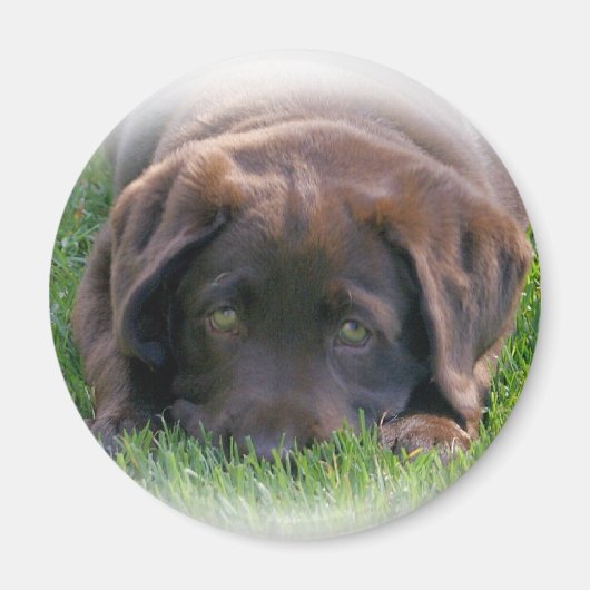Chocolade Lab Puppy Magneet (Voorkant)