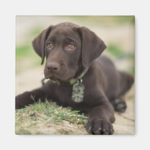 Chocolade Lab Puppy Magneet
