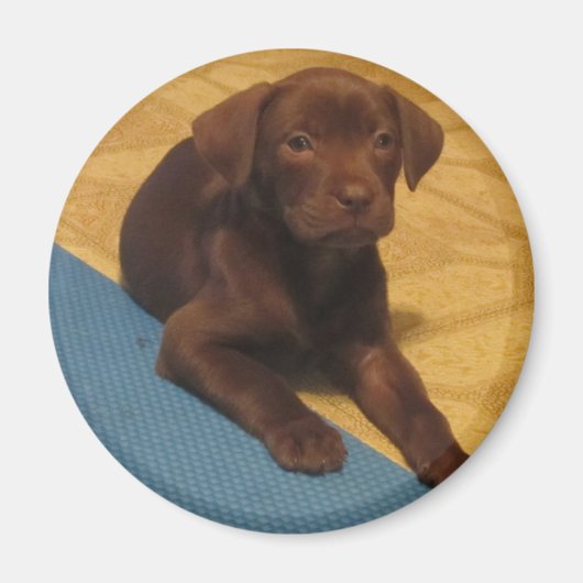 Chocolade Lab Puppy Magnet Magneet (Voorkant)