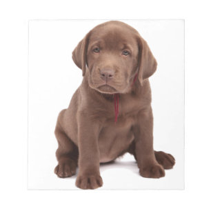 Chocolade Lab Puppy Notitieblok