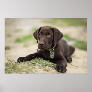 Chocolade Lab Puppy Poster