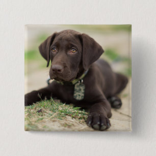 Chocolade Lab Puppy Vierkante Button 5,1 Cm