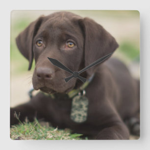 Chocolade Lab Puppy Vierkante Klok