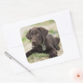 Chocolade Lab Puppy Vierkante Sticker (Envelop)