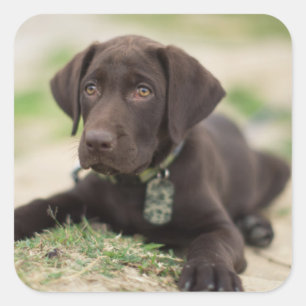 Chocolade Lab Puppy Vierkante Sticker