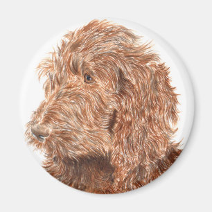 Chocolade Labradoodle #2 Magnet Magneet