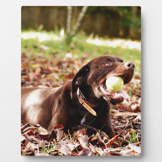 Chocolade Labrador die met een bal speelt Fotoplaat (Voorkant)