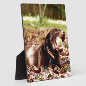 Chocolade Labrador die met een bal speelt Fotoplaat (Zijkant)