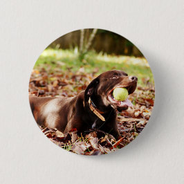 Chocolade Labrador die met een bal speelt Ronde Button 5,7 Cm