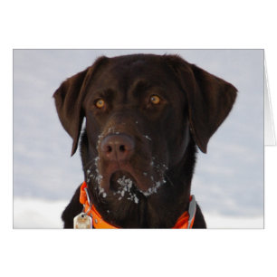 Chocolade Labrador-kaart