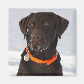 Chocolade Labrador magneet (Voorkant)