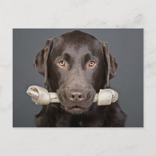 Chocolade Labrador met been Briefkaart