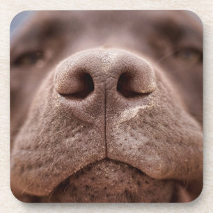 Chocolade Labrador Nose Closeup Bier Onderzetter