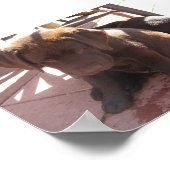 Chocolade Labrador-Puppies Poster (Hoek)
