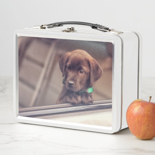 chocolade labrador puppy in auto (In situ)