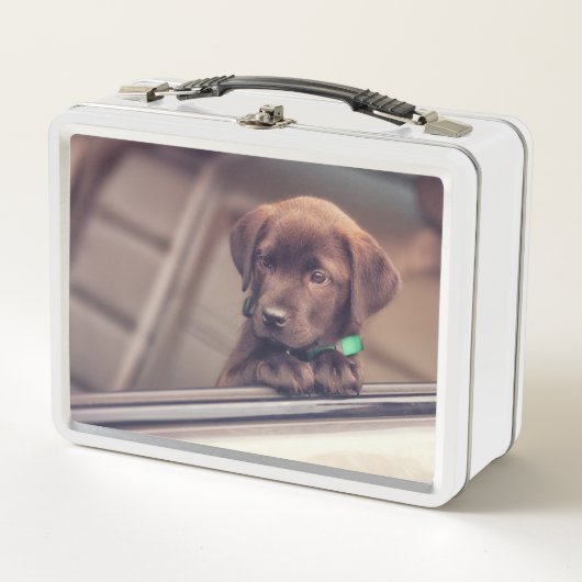 chocolade labrador puppy in auto (Voorkant)