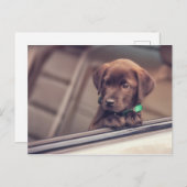 chocolade labrador puppy in auto briefkaart (Voorkant / Achterkant)