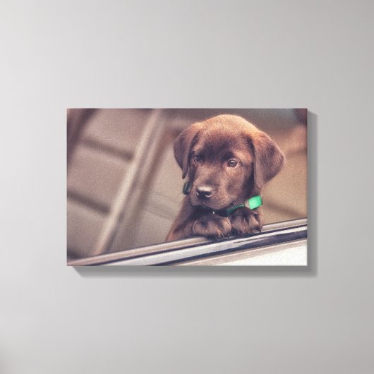 chocolade labrador puppy in auto canvas afdruk (Voorkant)