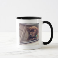 chocolade labrador puppy in auto