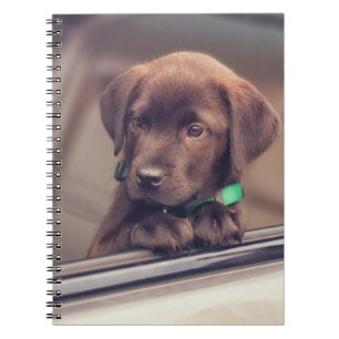 chocolade labrador puppy in auto notitieboek