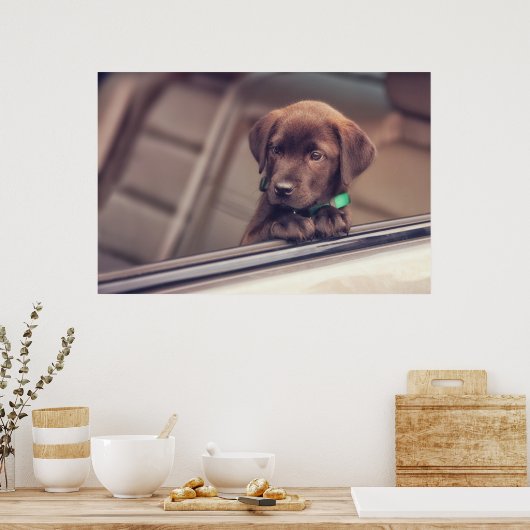 chocolade labrador puppy in auto poster (Keuken)