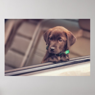 chocolade labrador puppy in auto poster