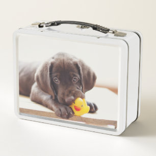 Chocolade Labrador Puppy met Speelgoed Duck