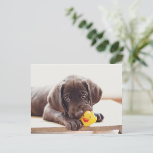 Chocolade Labrador Puppy met Speelgoed Duck Briefkaart (Staand voorkant)