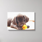 Chocolade Labrador Puppy met Speelgoed Duck Canvas Afdruk (Voorkant)