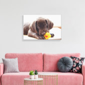 Chocolade Labrador Puppy met Speelgoed Duck Canvas Afdruk (Insitu (Woonkamer))
