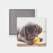Chocolade Labrador Puppy met Speelgoed Duck Magneet (Voorkant / Achterkant)