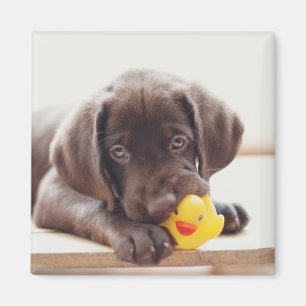 Chocolade Labrador Puppy met Speelgoed Duck Magneet