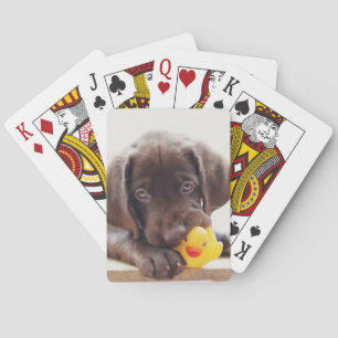 Chocolade Labrador Puppy met Speelgoed Duck Pokerkaarten