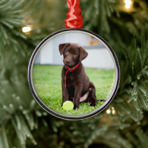 chocolade labrador puppy met tennisbal metalen ornament