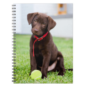chocolade labrador puppy met tennisbal notitieboek