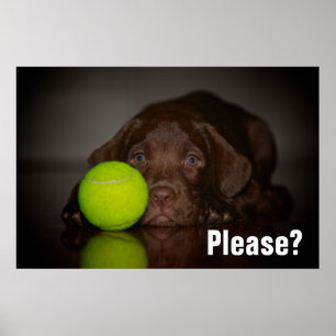 chocolade labrador puppy met tennisbal poster