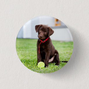 chocolade labrador puppy met tennisbal ronde button 3,2 cm