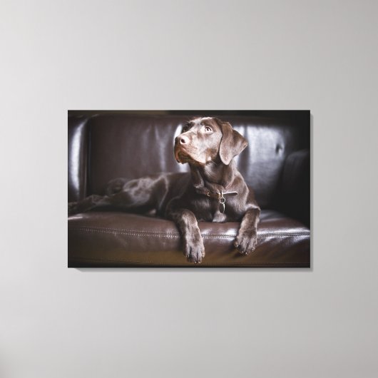 Chocolade Labrador Retriever Canvas Afdruk (Voorkant)