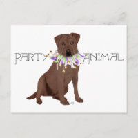 Chocolade Labrador Retriever Feestje