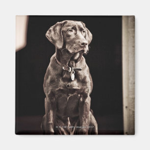 Chocolade Labrador Retriever Magneet